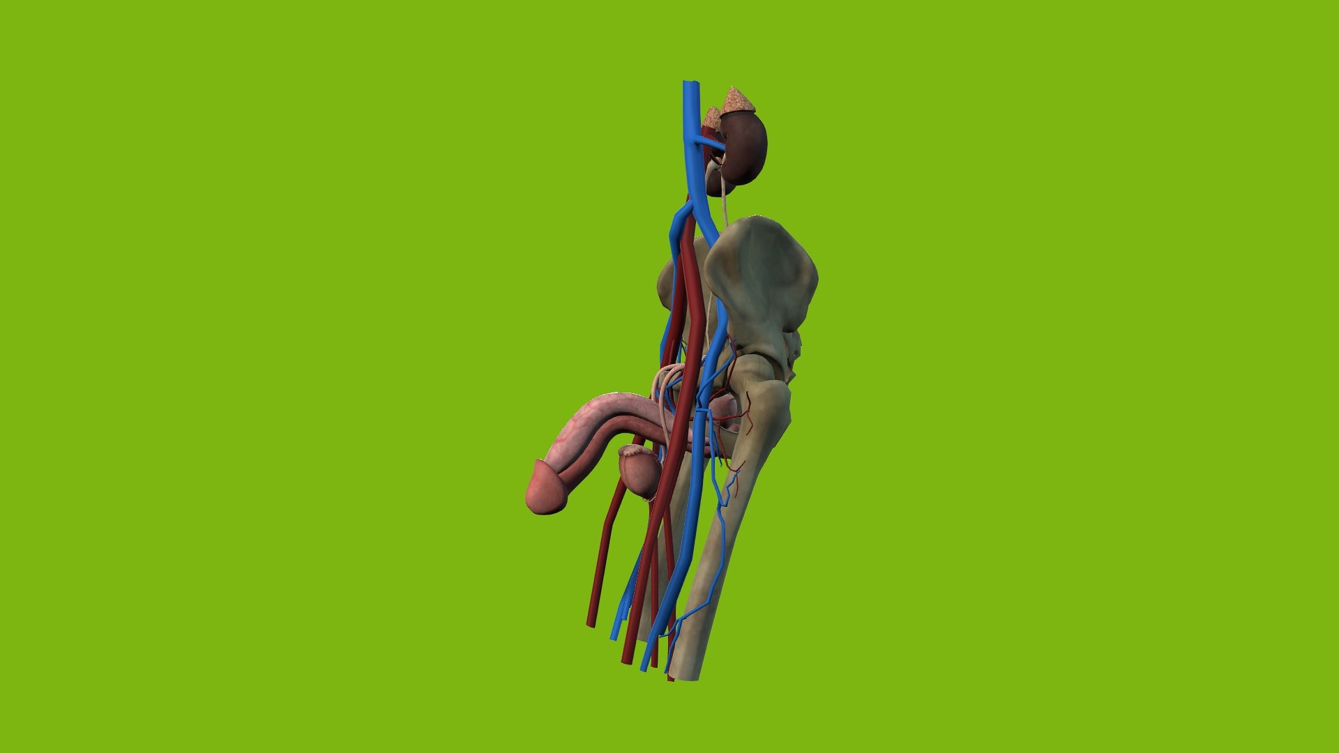 Male Urogenital model https://p.turbosquid.com/ts-thumb/mX/ugac8C/ot/4/jpg/1686660290/1920x1080/fit_q87/f0945a060c5ebba772fa9d29ad8a604751514d99/4.jpg