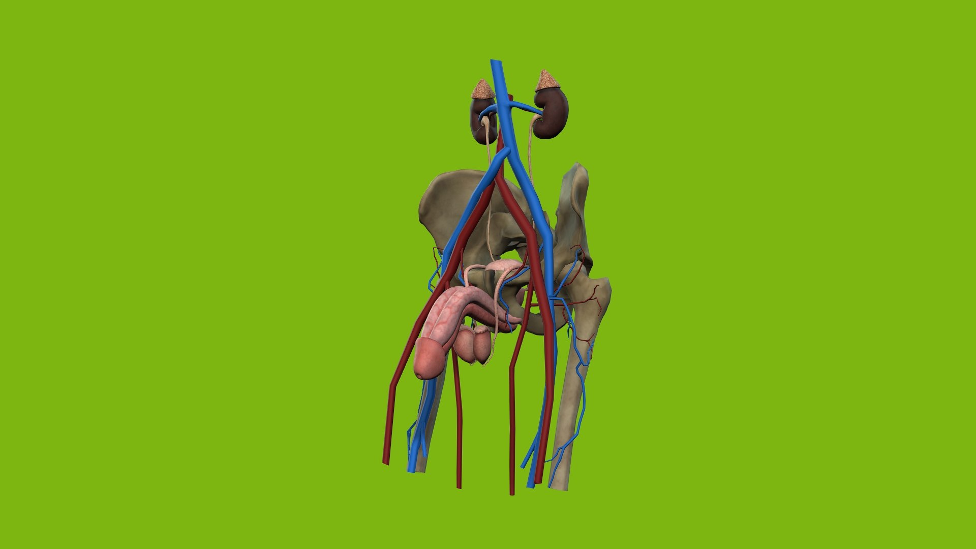 Male Urogenital model https://p.turbosquid.com/ts-thumb/mX/ugac8C/pt/2/jpg/1686660288/1920x1080/fit_q87/0fcbcdb4629865bd981e645584525465ac059acb/2.jpg