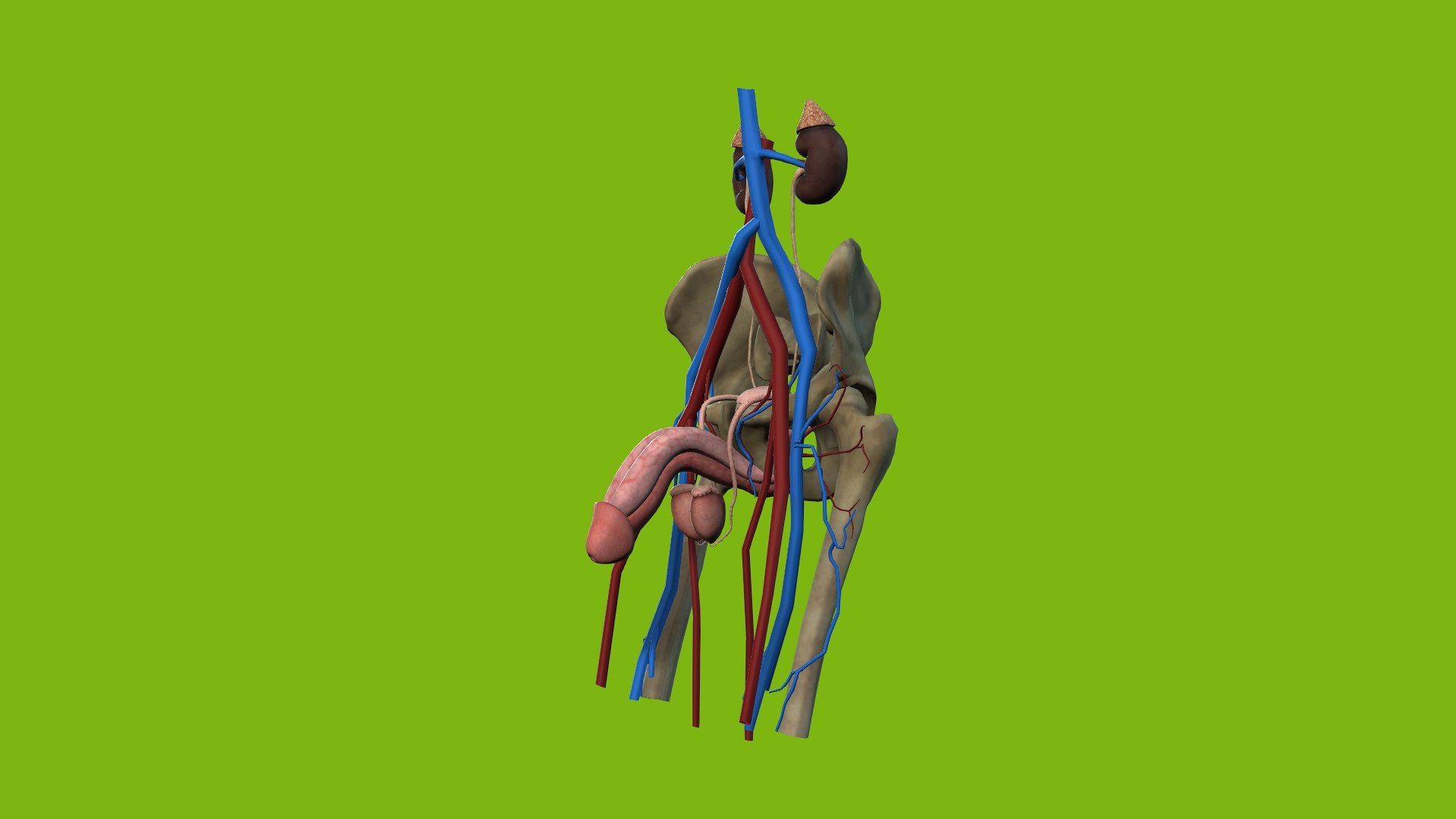 Male Urogenital model https://p.turbosquid.com/ts-thumb/mX/ugac8C/sn/3/jpg/1686660290/1920x1080/fit_q87/7f06993920dcf9433d8a0e6381168a923e5f25ed/3.jpg
