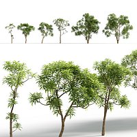 Cinchona officinalis - Peruvian bark 3D model