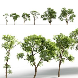 Cinchona officinalis - Peruvian bark 3D model