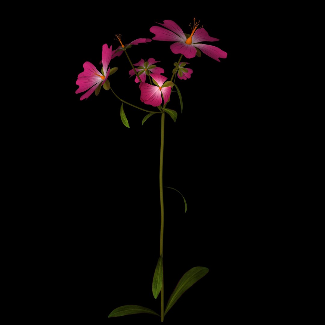 flowers open animation 3D model https://p.turbosquid.com/ts-thumb/mY/0JSTz6/QIZ70Kgk/011/jpg/1594379816/1920x1080/fit_q87/3de7be5486f86ffe8ee432be3f9664f12fe7c921/011.jpg