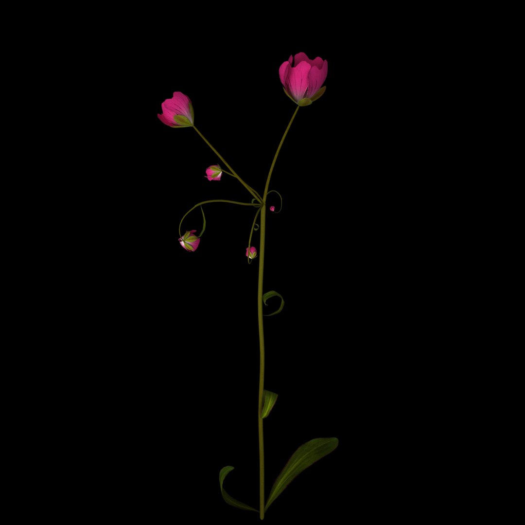 flowers open animation 3D model https://p.turbosquid.com/ts-thumb/mY/0JSTz6/SuNN6S68/08/jpg/1594379816/1920x1080/fit_q87/ab37bf986b65a929611c595b851df3fc1981080a/08.jpg