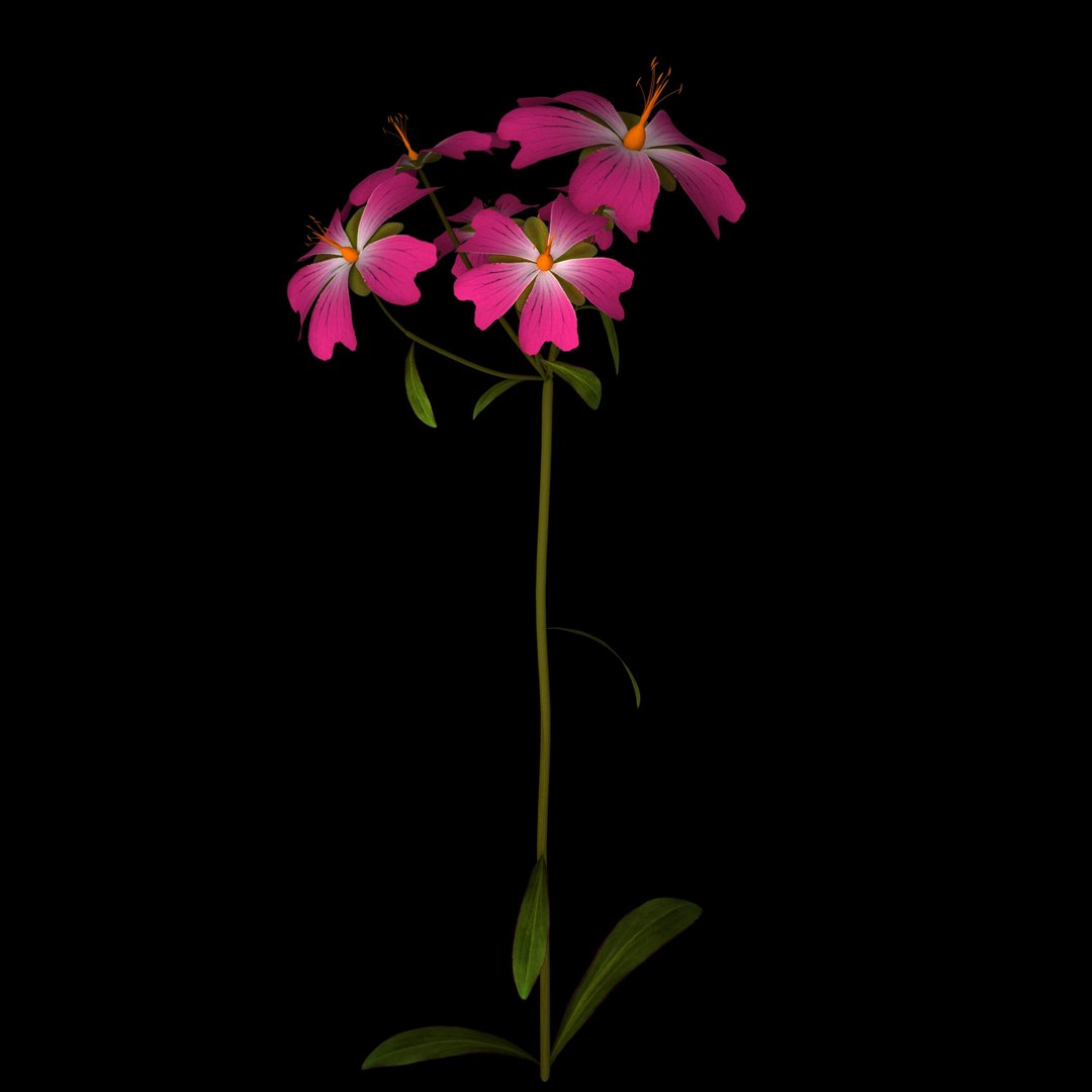 flowers open animation 3D model https://p.turbosquid.com/ts-thumb/mY/0JSTz6/kk5TvicP/01/jpg/1594379816/1920x1080/fit_q87/7c3d1c756f2473b19d136cf5b5e197743a89d523/01.jpg
