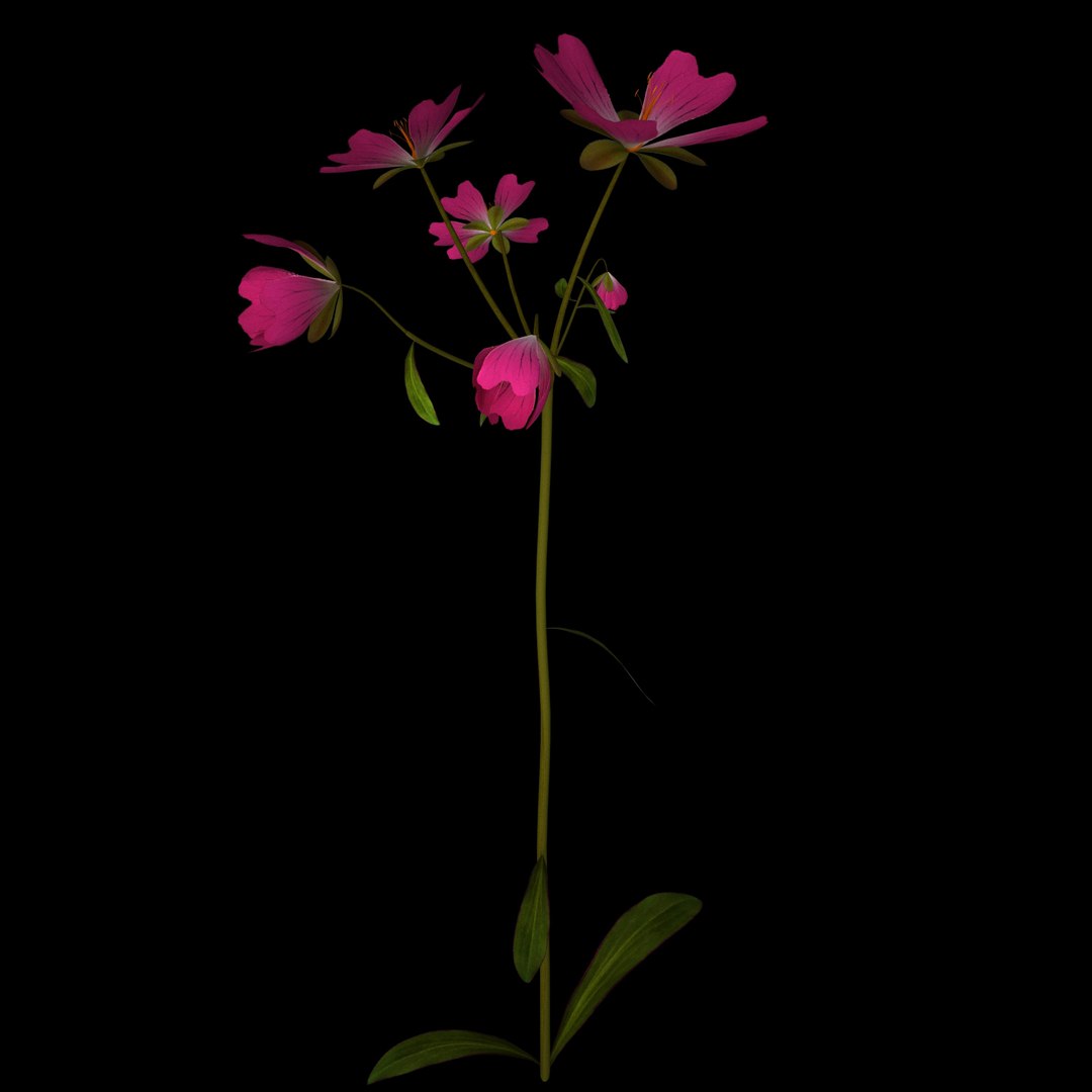 flowers open animation 3D model https://p.turbosquid.com/ts-thumb/mY/0JSTz6/klp8SwT2/010/jpg/1594379816/1920x1080/fit_q87/a7a133fbc22278a45c83f38523a6afed1c2f1be0/010.jpg