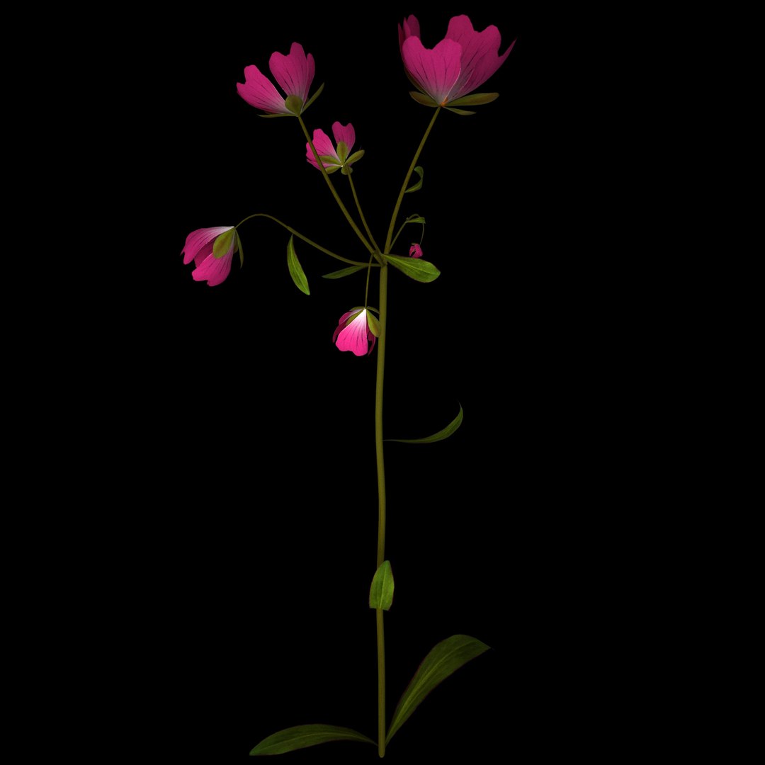 flowers open animation 3D model https://p.turbosquid.com/ts-thumb/mY/0JSTz6/qr2o7GKZ/09/jpg/1594379816/1920x1080/fit_q87/ce43ebfb5b92d0394189cf0a3ced4119e0a5be4f/09.jpg