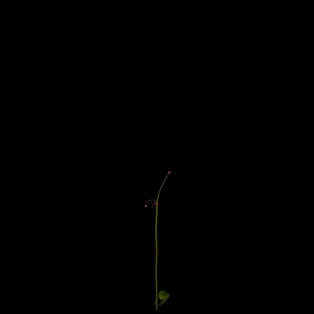 flowers open animation 3D model https://p.turbosquid.com/ts-thumb/mY/0JSTz6/yeLBlQby/06/jpg/1594379816/1920x1080/fit_q87/6e5c3d9f1011c9c8eeccbb1ae04a03d375c99e13/06.jpg