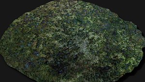 3D forest ground small plants patch PBR photogrammetry