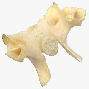 Real Domestic Calf Bos Primigenius Taurus Basisphenoid Bone 01