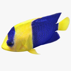 bicolor angelfish rigged 3D model