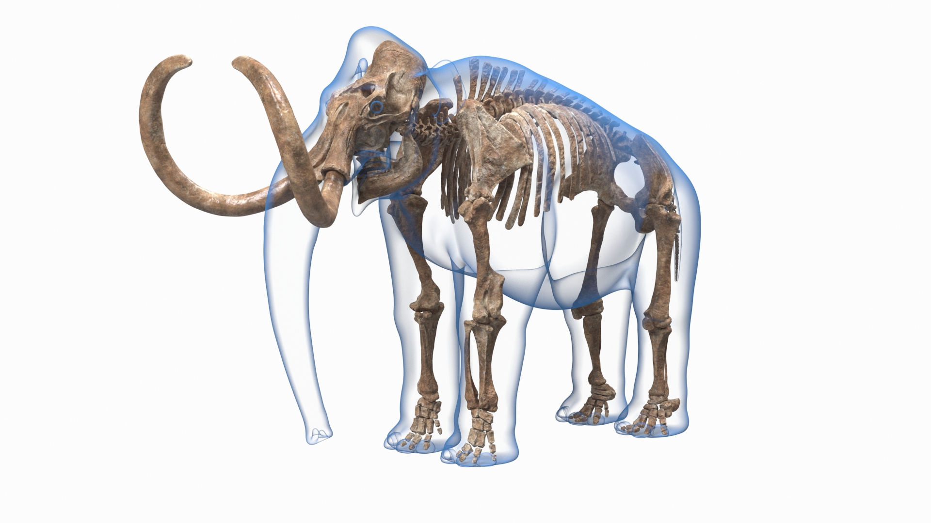 3D Adult Mammoth Old Skeleton Shell Rigged For Modo Model - TurboSquid ...
