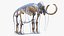 3D Adult Mammoth Old Skeleton Shell Rigged for Modo model
