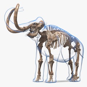 3D Adult Mammoth Old Skeleton Shell Rigged for Modo model