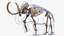 3D Adult Mammoth Old Skeleton Shell Rigged for Modo model