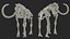 3D Adult Mammoth Old Skeleton Shell Rigged for Modo model