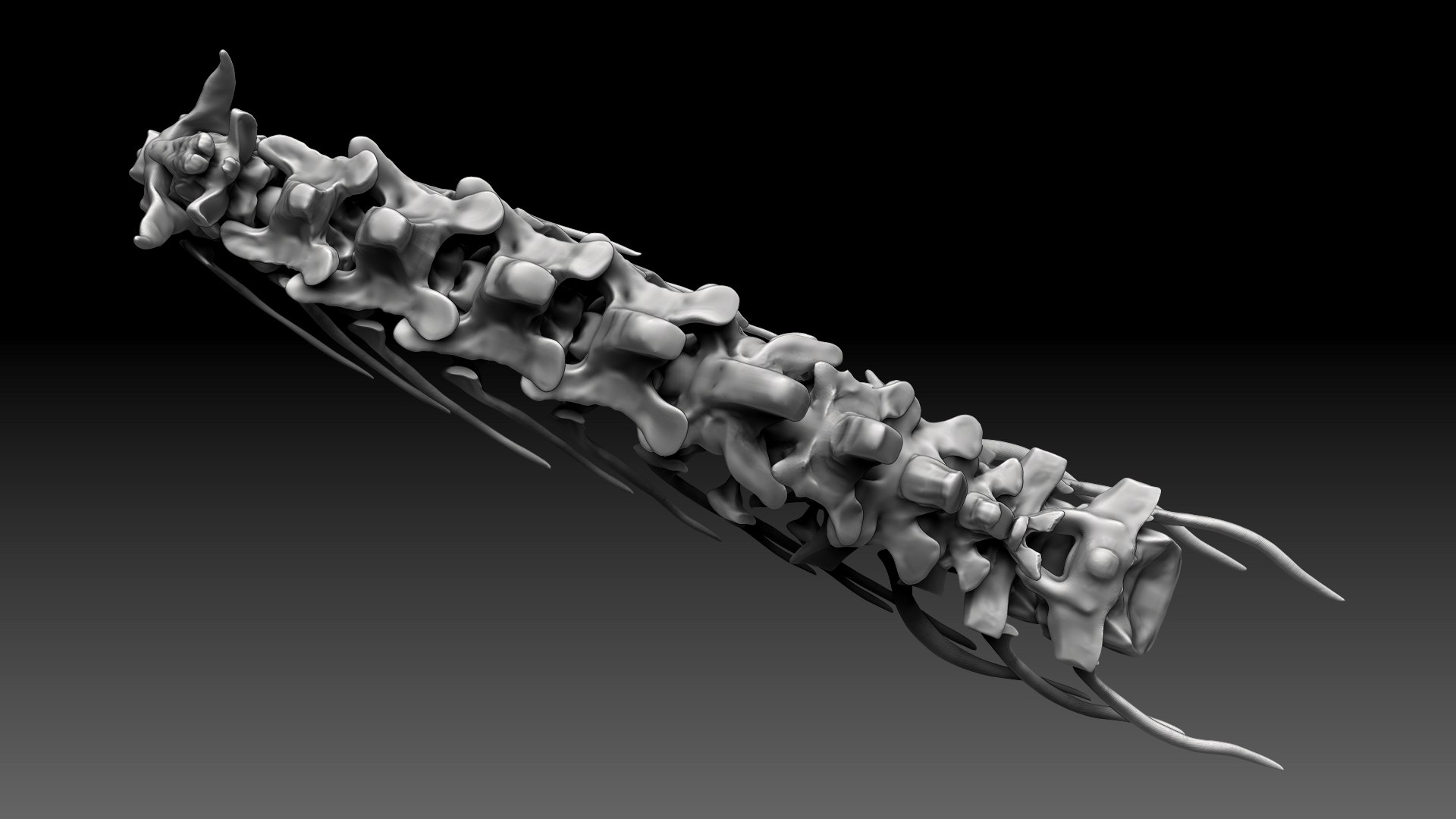 Spinosaurus 2020 version Neck Set Skeletons  Sculpt Project 3D model https://p.turbosquid.com/ts-thumb/mY/FkvSZR/Z5/sh6/jpg/1634850978/1920x1080/fit_q87/bcf78ab5007a8c82c838f803bd8076cd9a5b1695/sh6.jpg