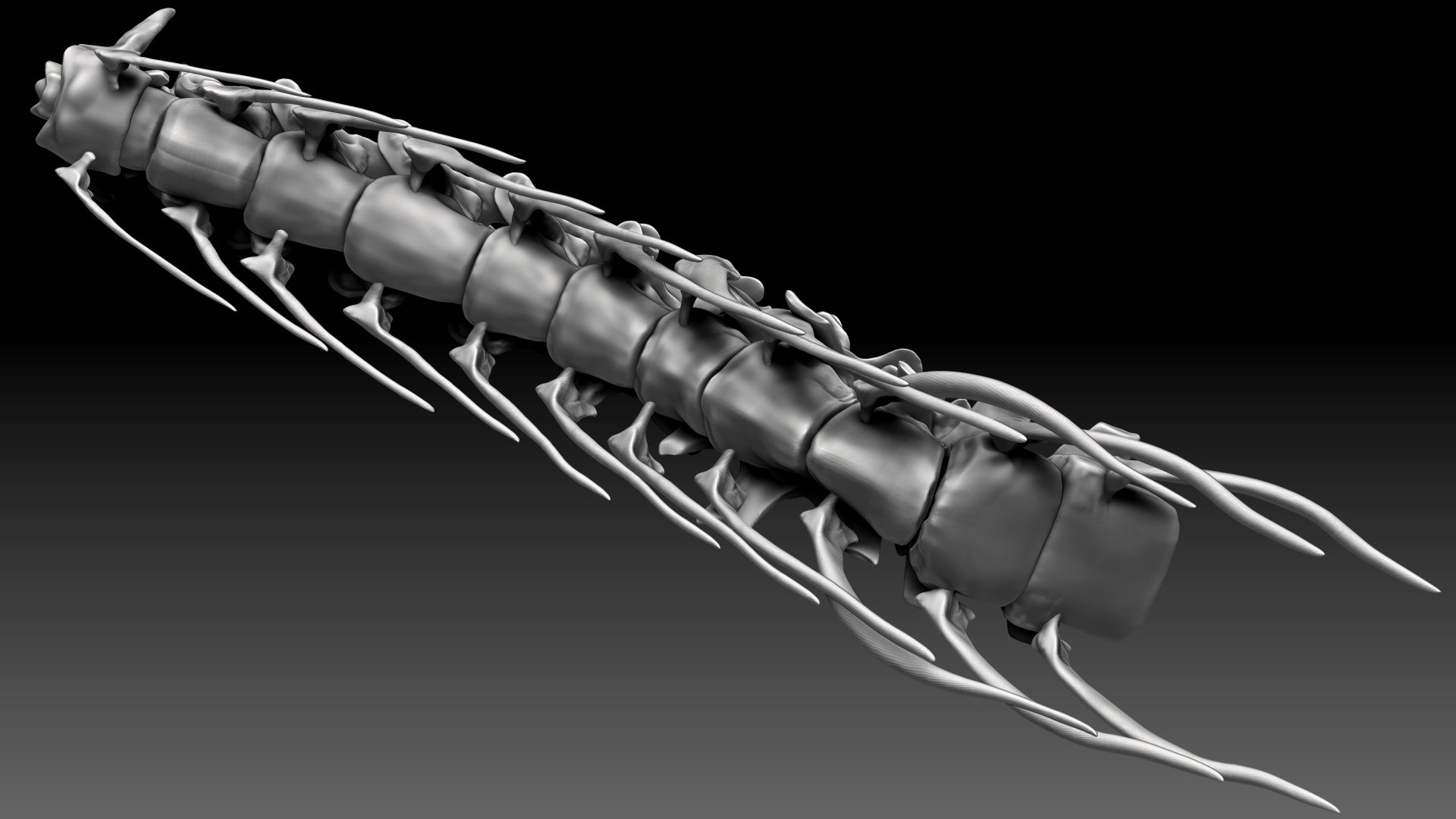Spinosaurus 2020 version Neck Set Skeletons  Sculpt Project 3D model https://p.turbosquid.com/ts-thumb/mY/FkvSZR/wD/sh7/jpg/1634850980/1920x1080/fit_q87/f75e621b972d95218f540a891352d067679fb027/sh7.jpg