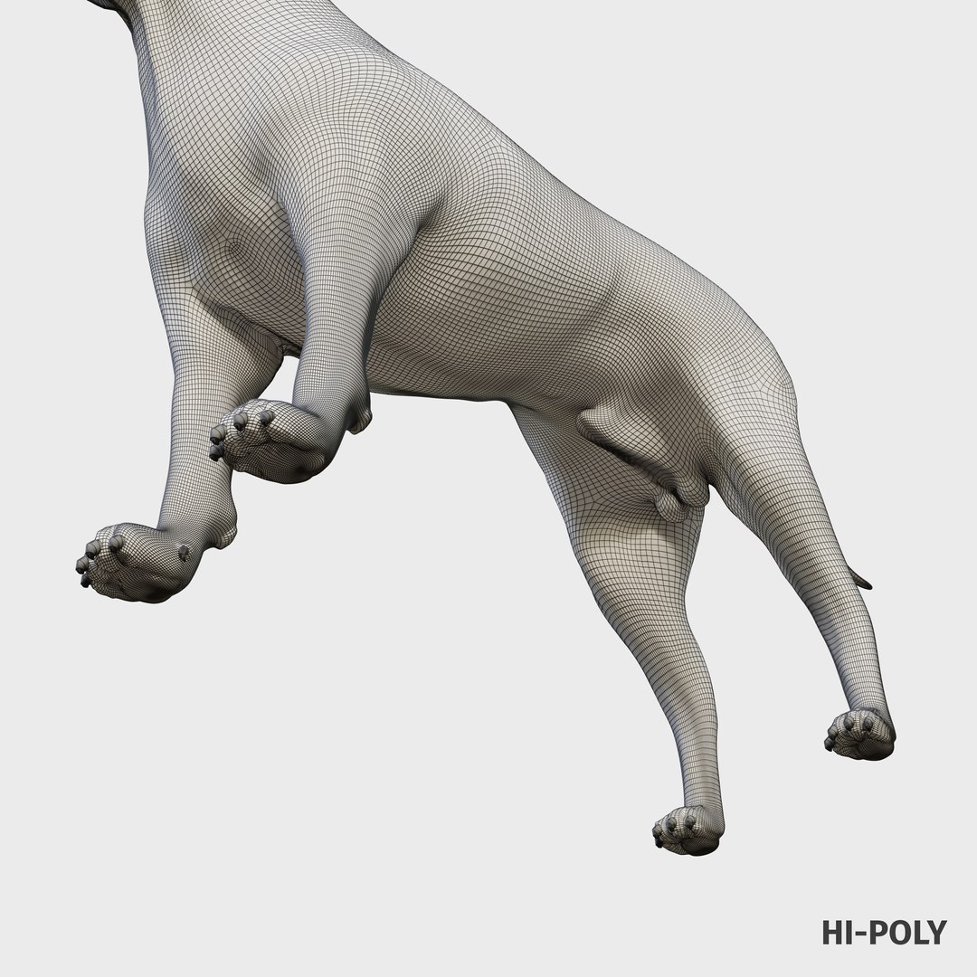 3D Model Cane Corso Dog - TurboSquid 1936776