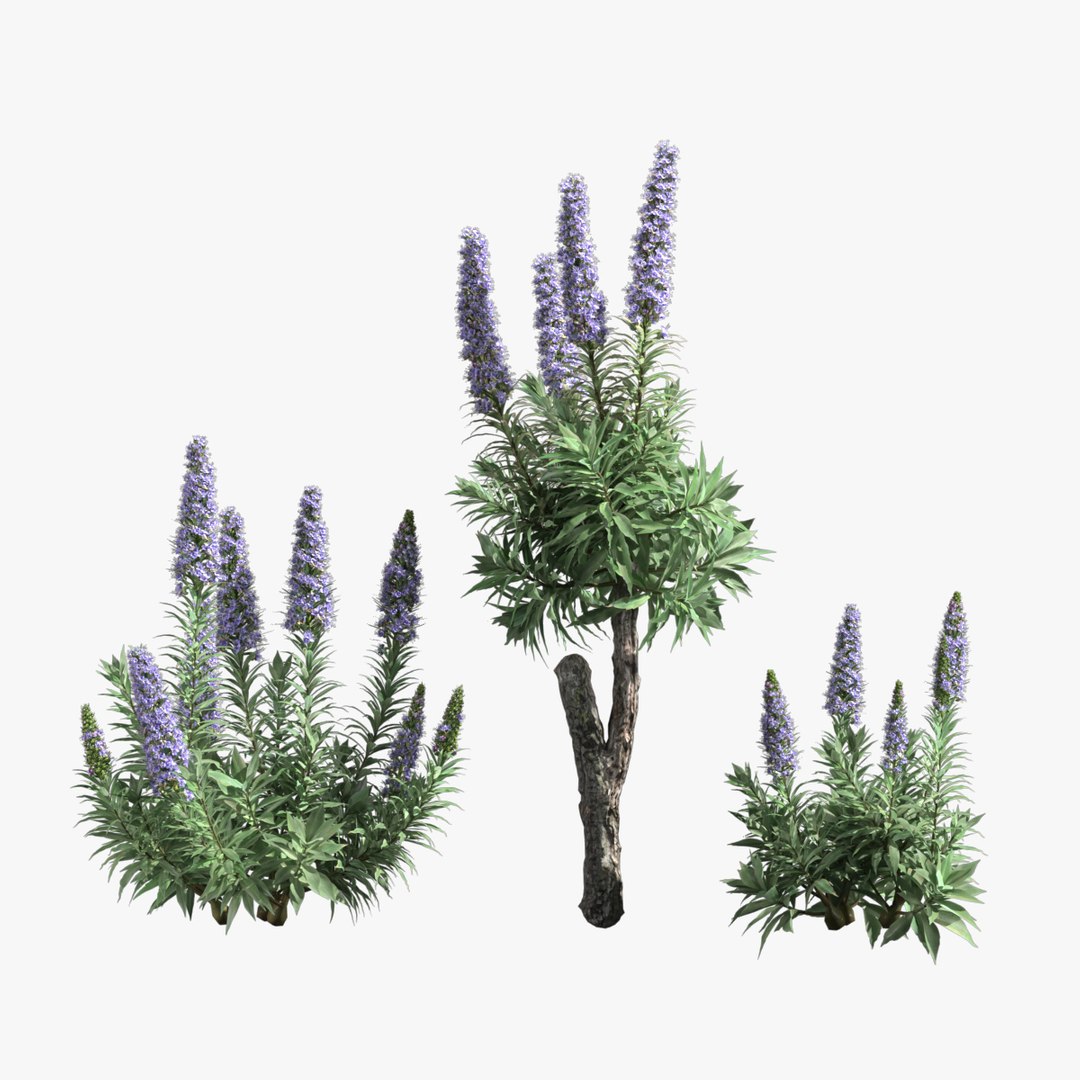 3d-model-pride-of-madeira-echium-candicans-02-turbosquid-1901781