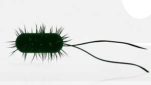 bacteria