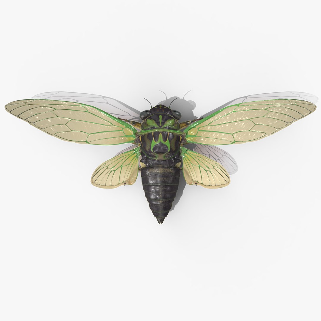 3D Cicada Fur model - TurboSquid 2054488