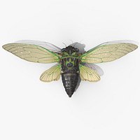 Cicada Fur
