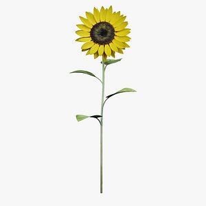 Sunflower model