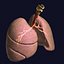Lungs Pro Animated Textured BM