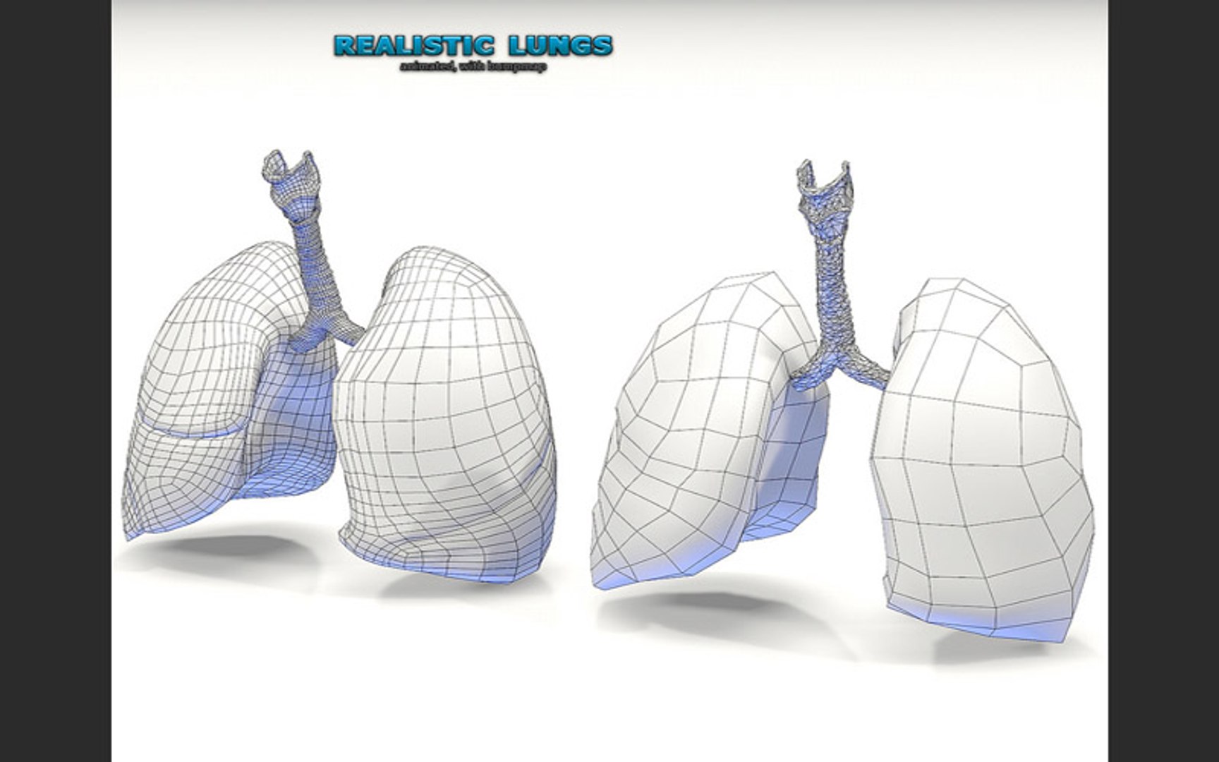 3d lungs https://p.turbosquid.com/ts-thumb/mY/yw5enp/aq4xq22q/turboa003.jpg2d8fa5d51cba459a82eba83b63ad3042original/jpg/1456782954/1920x1080/fit_q87/7401a622a1302c60eec76a13ddb598de652688ee/turboa003.jpg2d8fa5d51cba459a82eba83b63ad3042original.jpg