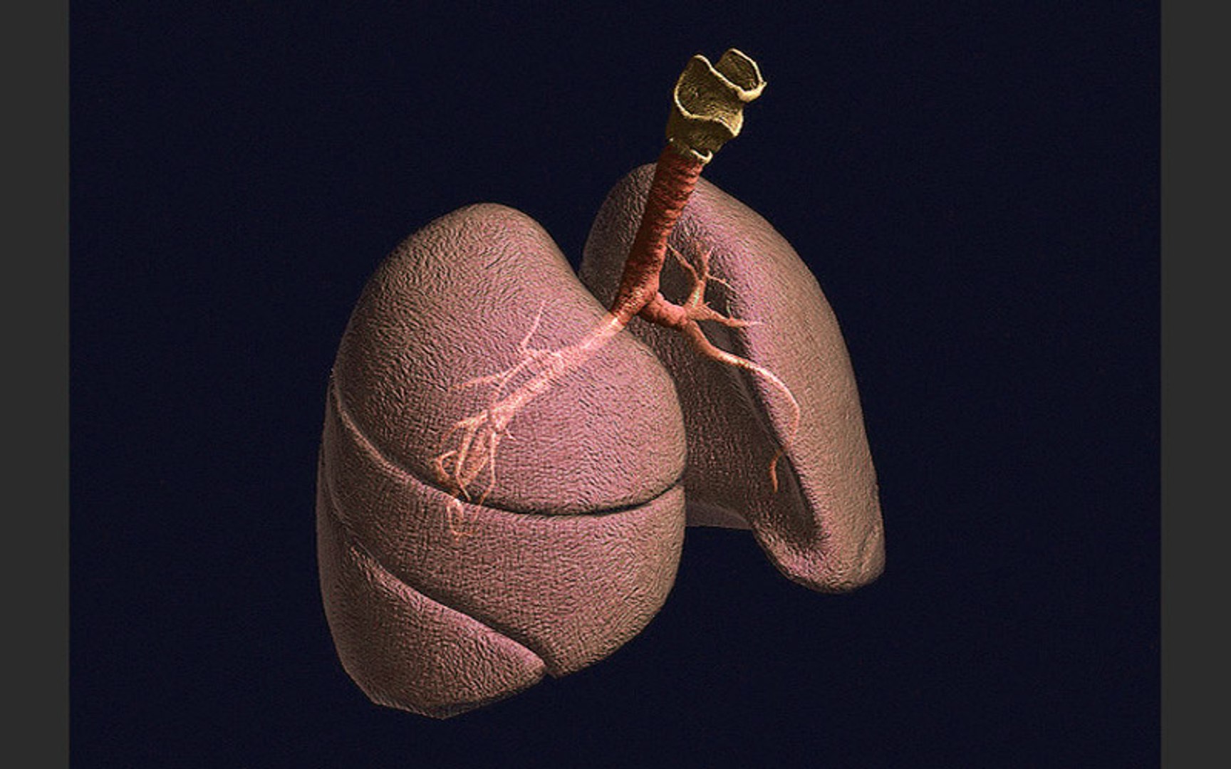 3d lungs https://p.turbosquid.com/ts-thumb/mY/yw5enp/v7AFtAdz/002.jpg7cf9c1070c8d401fbd30496d8d48cf16original/jpg/1456782948/1920x1080/fit_q87/f851ffa508228f42b15bb85c4edbbdc3ed0ee02b/002.jpg7cf9c1070c8d401fbd30496d8d48cf16original.jpg