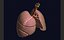 Lungs Pro Animated Textured BM