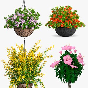 Blooming Flowers in Pot Collection 2