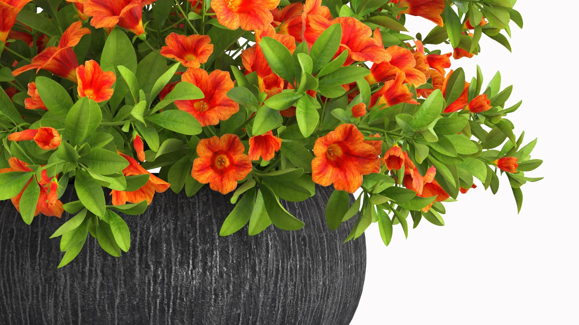 Blooming Flowers in Pot Collection 2 3D model https://p.turbosquid.com/ts-thumb/mY/yzs8VZ/zu/blooming_flowers_in_pot_collection_2_012/jpg/1775545559/1920x1080/fit_q87/9b171f429a91a3830961d73de2edf13863252c8a/blooming_flowers_in_pot_collection_2_012.jpg