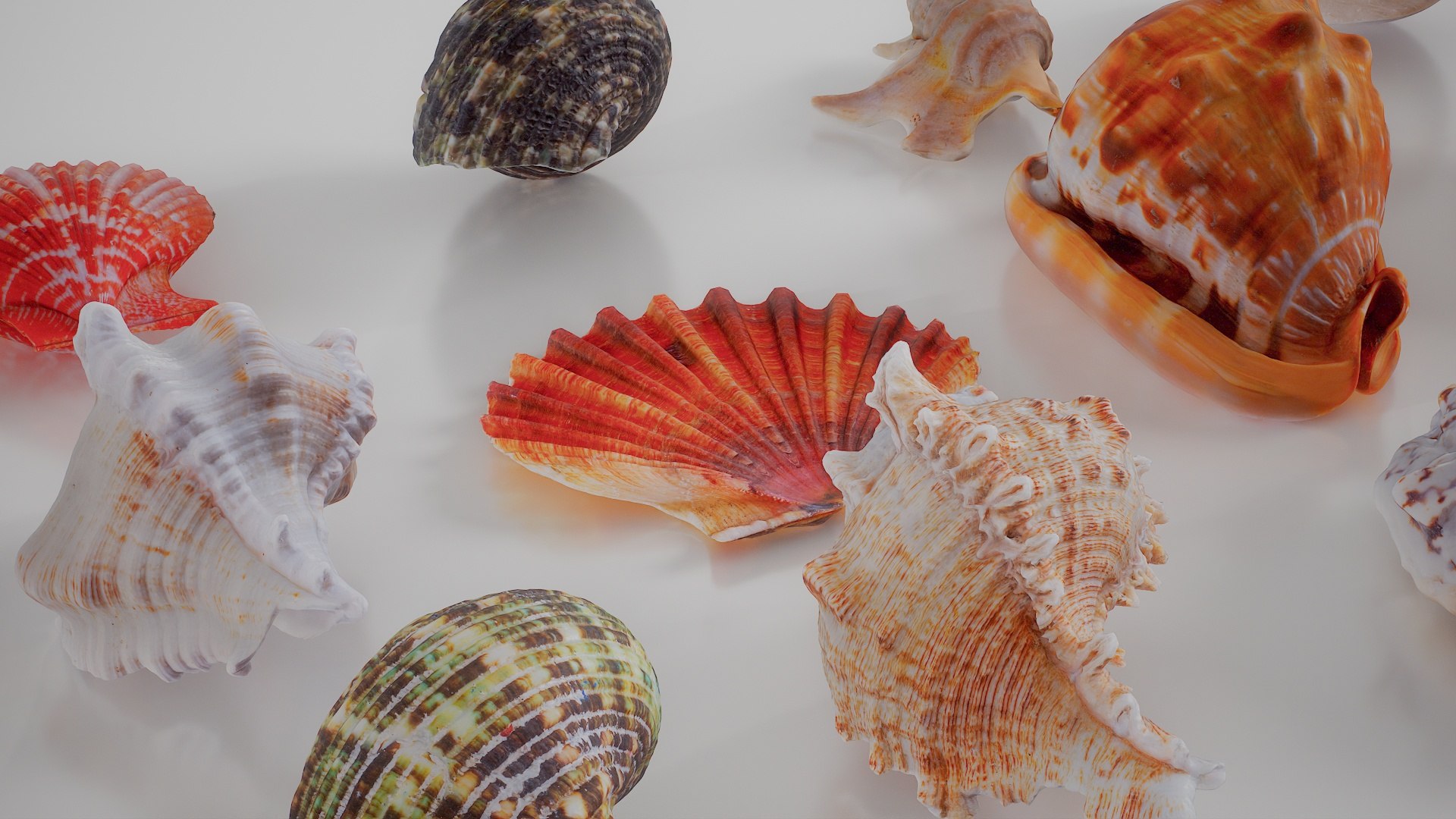 3D 15 3D Scanned Shell Collection 1 model https://p.turbosquid.com/ts-thumb/mZ/0NhEgw/4c/15_shell_collection_1_003/jpg/1767619923/1920x1080/fit_q87/22a30dd9878472ee6a47ddd322fa388a6b3067b4/15_shell_collection_1_003.jpg