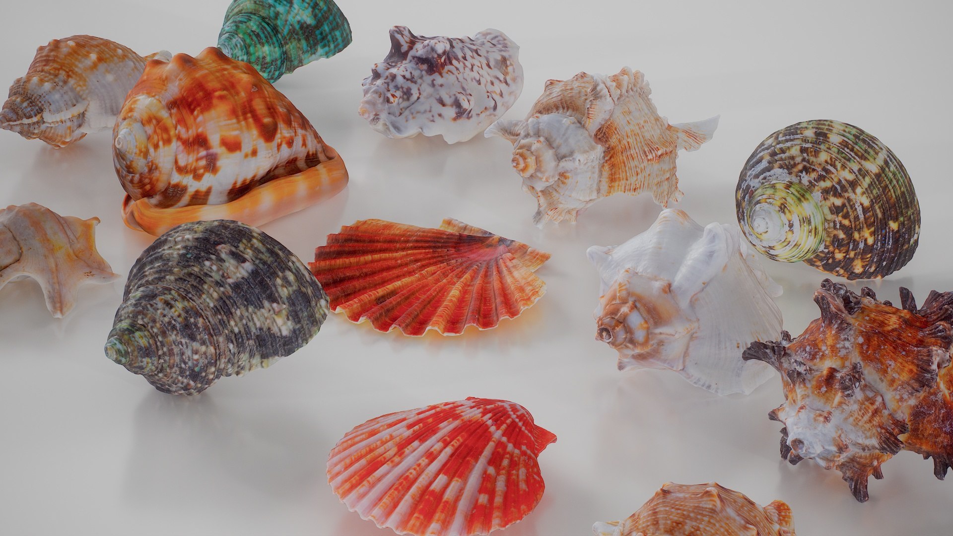 3D 15 3D Scanned Shell Collection 1 model https://p.turbosquid.com/ts-thumb/mZ/0NhEgw/FK/15_shell_collection_1_004/jpg/1767619924/1920x1080/fit_q87/f598be51e41205cc42695656497225388b564c96/15_shell_collection_1_004.jpg