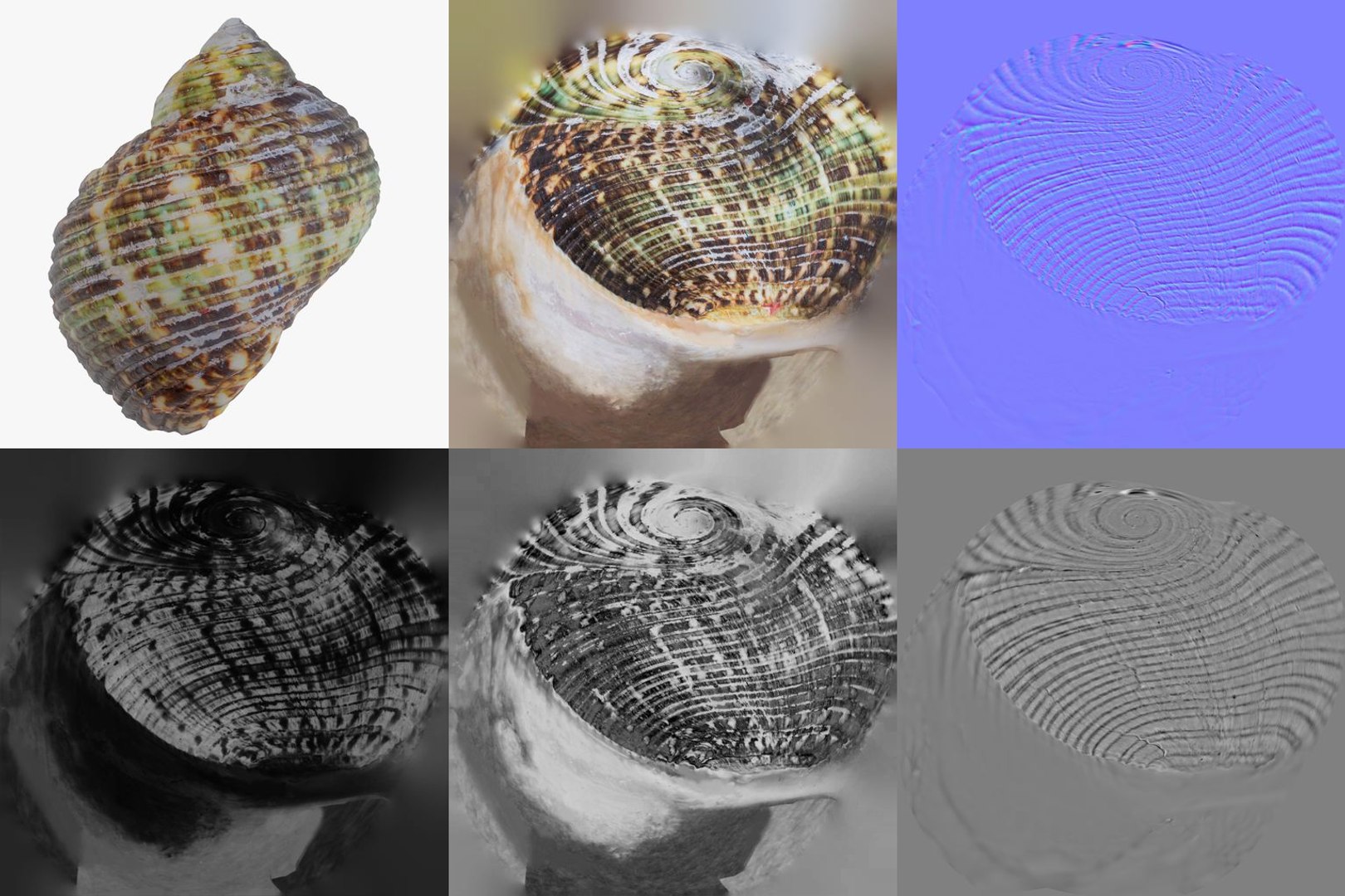 3D 15 3D Scanned Shell Collection 1 model https://p.turbosquid.com/ts-thumb/mZ/0NhEgw/MX/green_abalone_haliotis_fulgens_shell_23_pbr_maps/jpg/1767619928/1920x1080/fit_q87/72d81e03c6e1023ebcb7bb89b444f8a4b468799b/green_abalone_haliotis_fulgens_shell_23_pbr_maps.jpg
