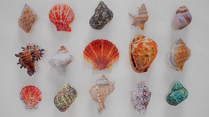 3D 15 3D Scanned Shell Collection 1 model