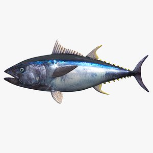bluefin tuna 3D model