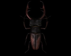 3ds max lucanus insect