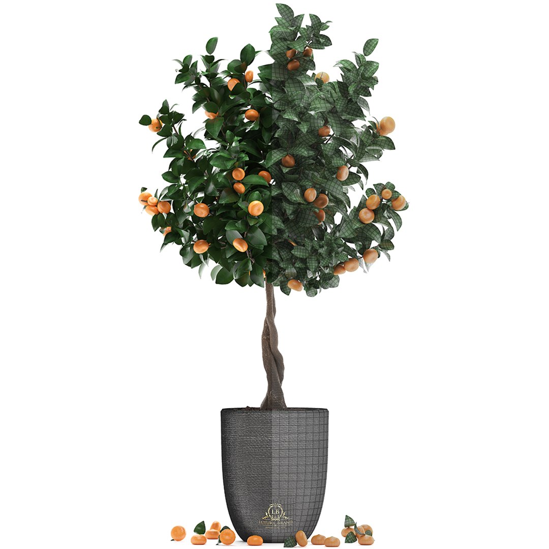 3D mandarin tree fruit https://p.turbosquid.com/ts-thumb/mZ/OfCIzj/B2tJC6JF/mandarin28011907/jpg/1548710504/1920x1080/fit_q87/a54cc5d39b1d9c40914d43087c29d89c16693816/mandarin28011907.jpg