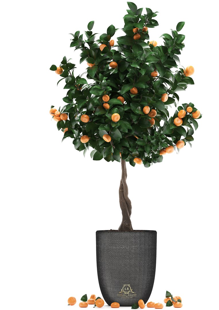 3D mandarin tree fruit https://p.turbosquid.com/ts-thumb/mZ/OfCIzj/LBUP8wY1/mandarin28011904/jpg/1548710504/1920x1080/fit_q87/2324817cbdb9e3891808e355184f3607bf94b87b/mandarin28011904.jpg