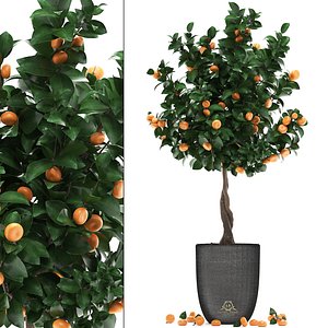 3D mandarin tree fruit