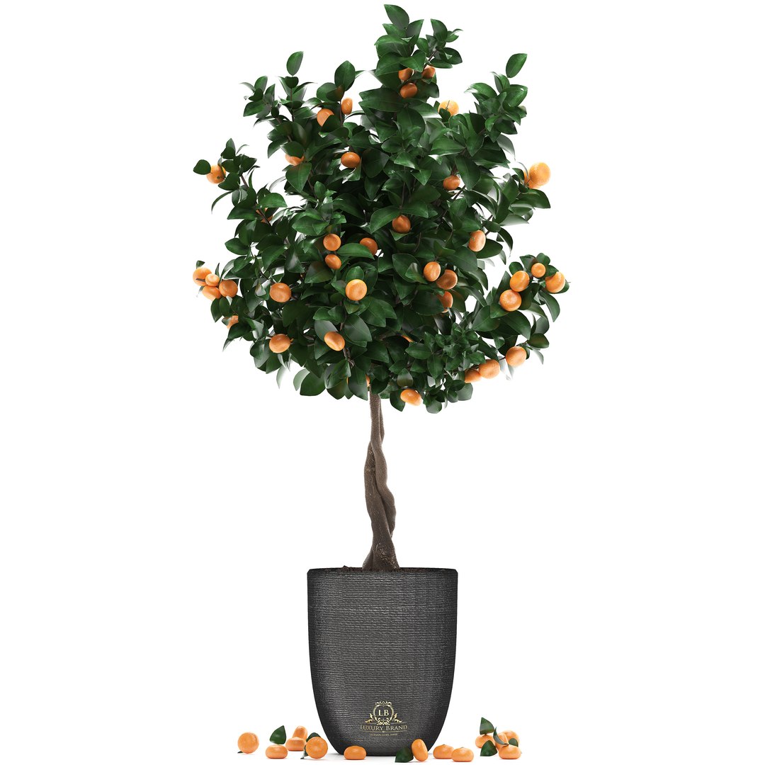 3D mandarin tree fruit https://p.turbosquid.com/ts-thumb/mZ/OfCIzj/cjnIDbzZ/mandarin28011901/jpg/1548710504/1920x1080/fit_q87/a54056dcaff18b1dd10708abae1544b905232164/mandarin28011901.jpg