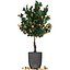 Mandarin Tree with Fruit 2