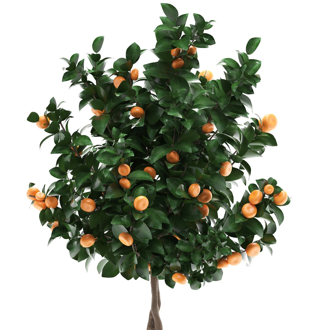 3D mandarin tree fruit https://p.turbosquid.com/ts-thumb/mZ/OfCIzj/nSX1dnYh/mandarin28011903/jpg/1548710504/1920x1080/fit_q87/3f19b5324cbd3a7cdfad31471d8134745a1628f4/mandarin28011903.jpg