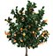 Mandarin Tree with Fruit 2