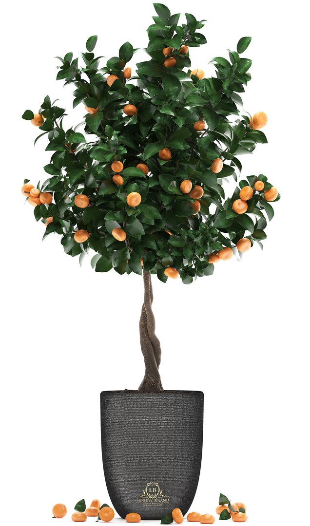 3D mandarin tree fruit https://p.turbosquid.com/ts-thumb/mZ/OfCIzj/owUKzSkd/mandarin28011902/jpg/1548710504/1920x1080/fit_q87/060b34a70b85874e30ae31a4b2453b20d2a03da8/mandarin28011902.jpg