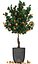 Mandarin Tree with Fruit 2