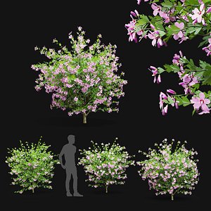 3D model Hibiscus syriacus bush