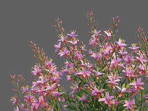 XfrogPlants Lindheimers Beeblossom - Gaura Lindheimeri